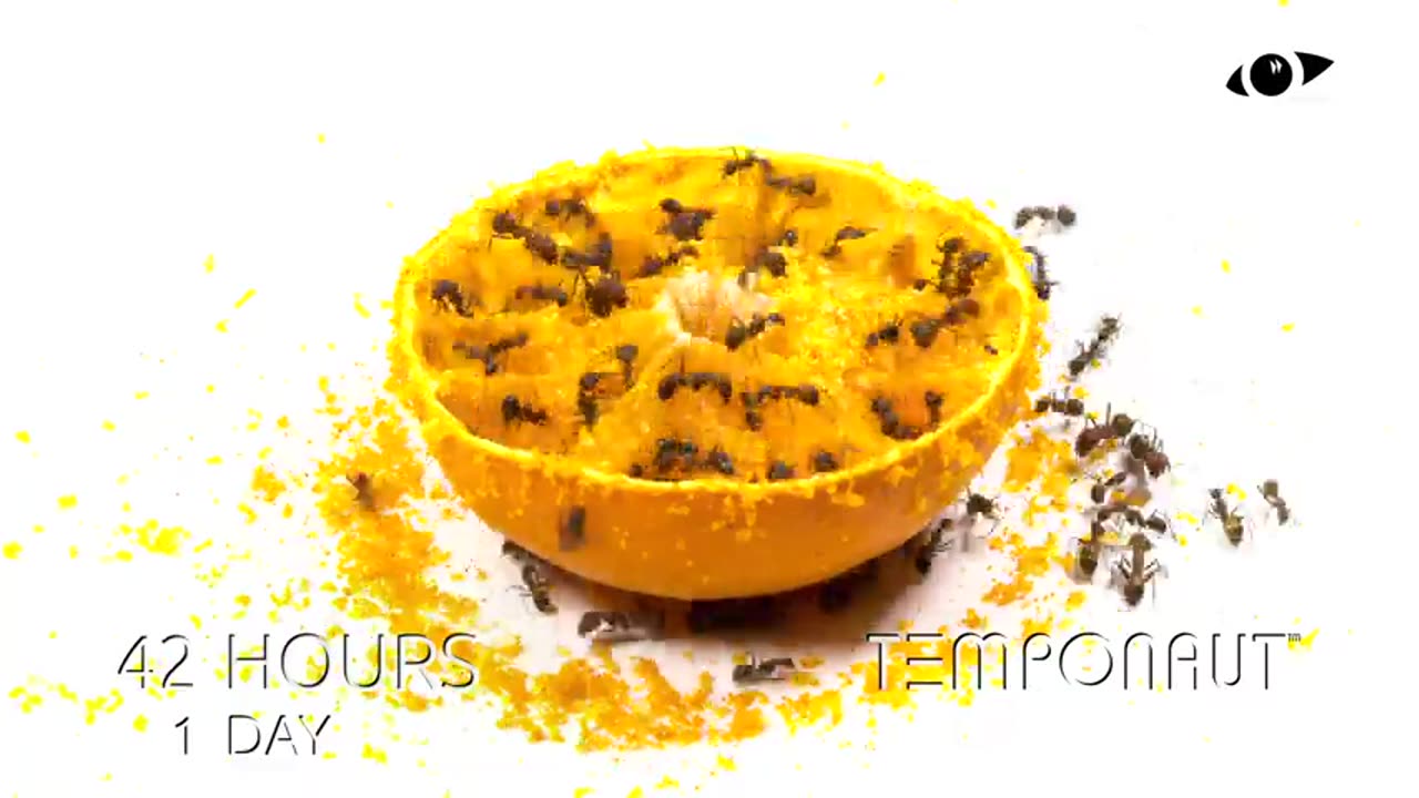Ants vs Half Orange Timelapse