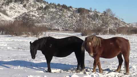 Horses. February