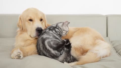 Unbreakable Friendship With Golden Retriever