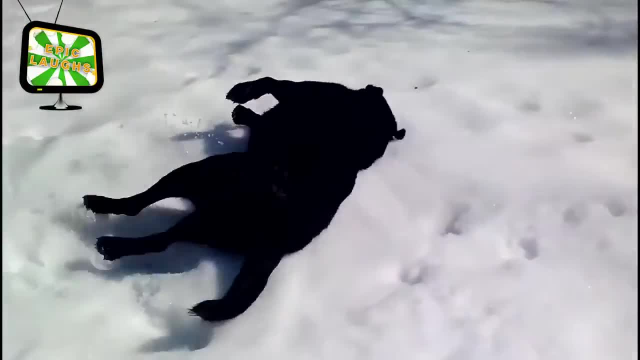 DOGS MEETING SNOW FOR THE FIRST TIME