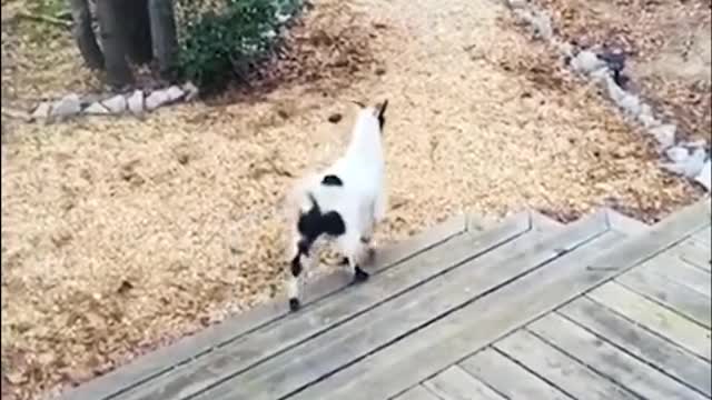 Funny_Pet