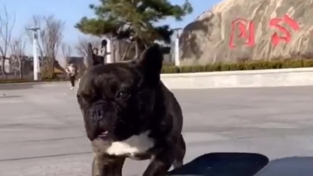 Funny dog