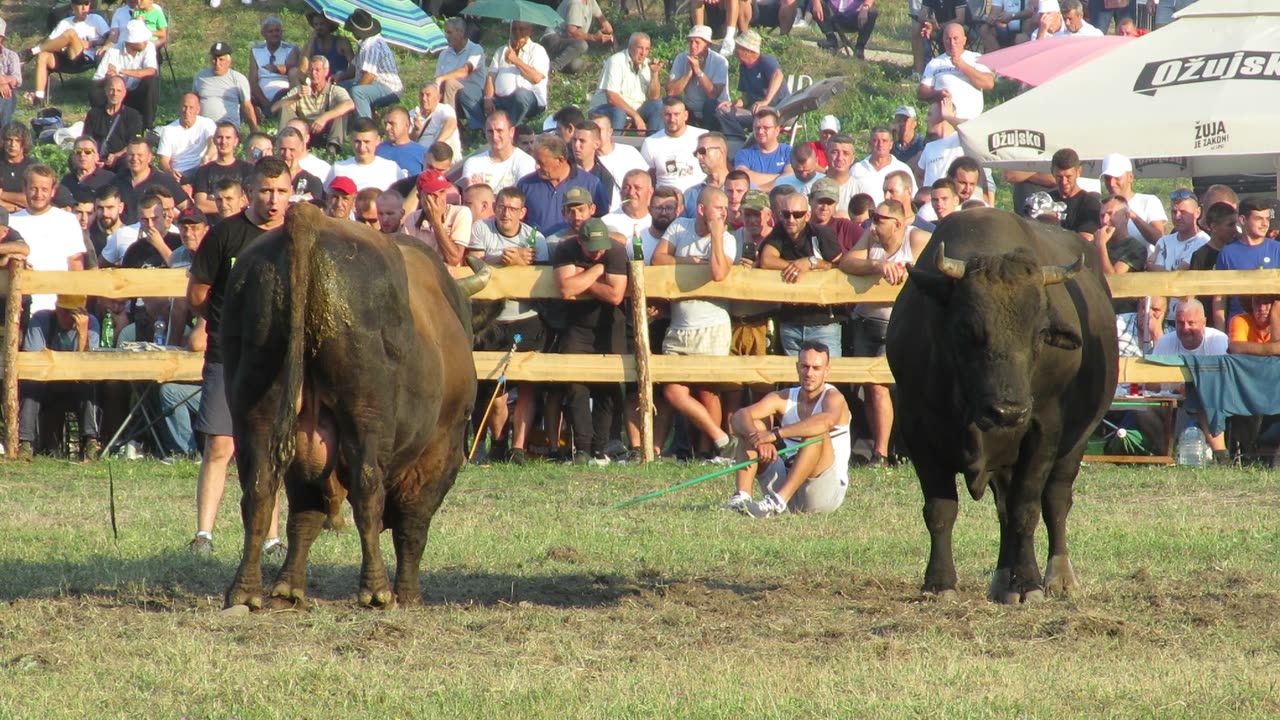 Putalj od Omerdića vs Medonja od Tanasića Kruščica 2024