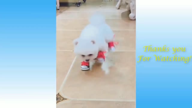Cute puppy tries it's new shoes very funny video