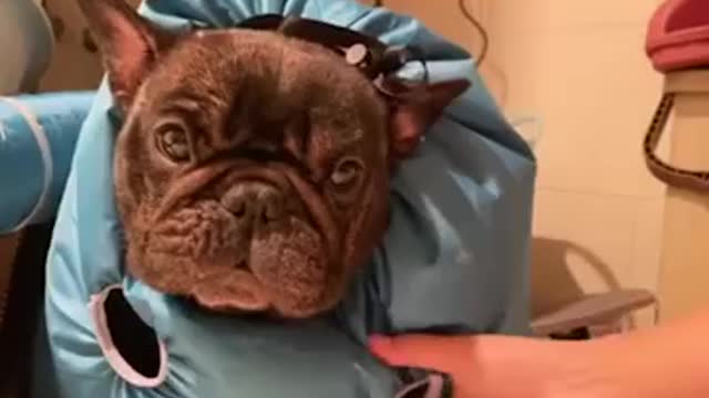 Over acting of a dog 😅😅 just see