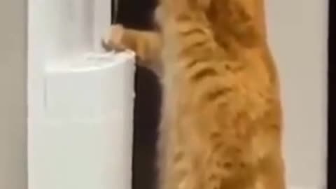 Cat new style drink water