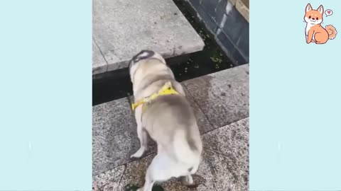 Cute Puppies 😍 Cute Funny and Smart Dogs Compilation #2 new sweet 2021