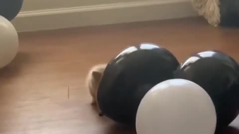 Funny Cats and Dogs Video ## Best Animals Moments #1