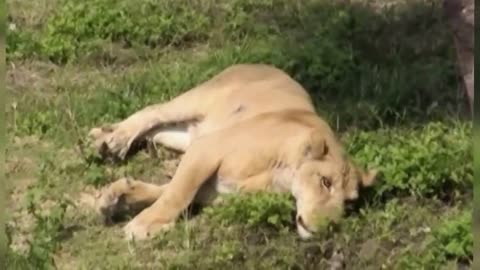 SHOCKING !!! Crazy Man Entered Lions Cage in Taipei Zoo Horrible News Video of man vs Lion