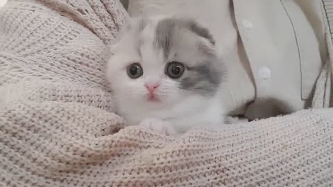 Cute Kitten