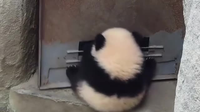 This panda is agent 008