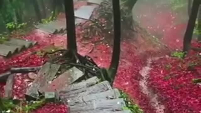 Most beautiful forest in the world