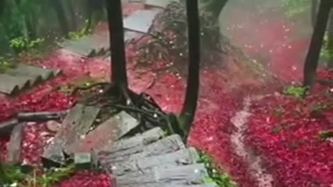 Most beautiful forest in the world