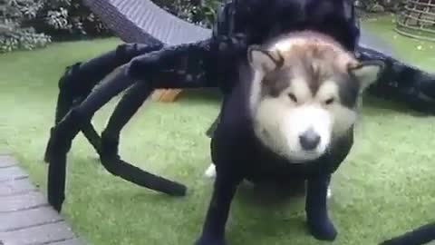 spider dog