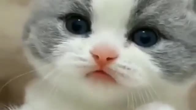 very beautiful cat