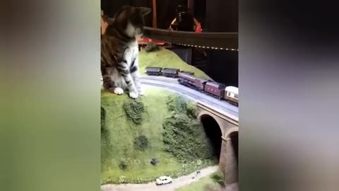 20 minutes of adorable cats and kittens videos to keep you smiling
