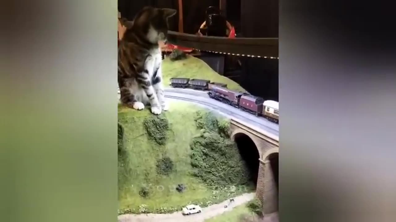 20 minutes of adorable cats and kittens videos to keep you smiling