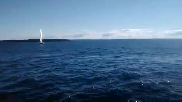 Whales Scare And Splash Water On People In Jervis Bay