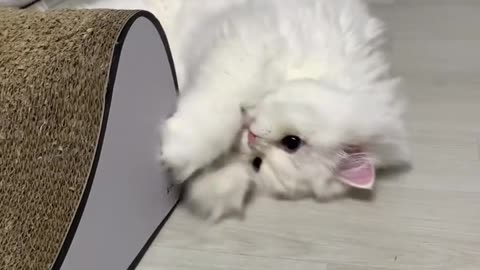 White cat vs doll