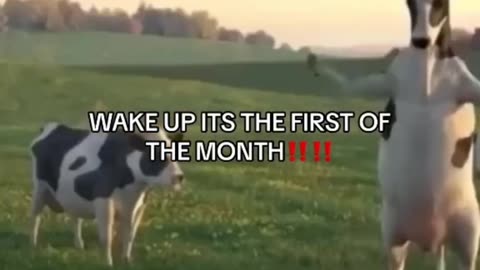 WAKE UP IS THE FIRST OF THE MONTH