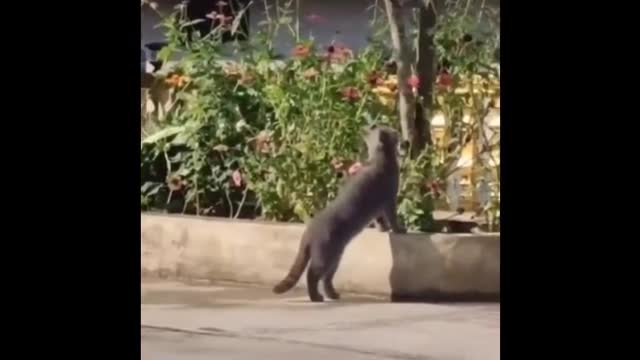 Funny Cats