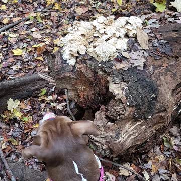 Someone saw a squirrel look at this cool mushroom
