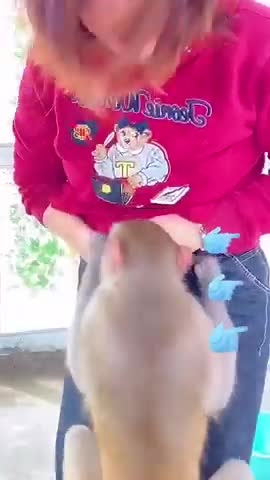 Monkey funny video with sexy girl