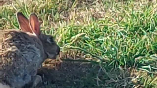 English wild rabbit