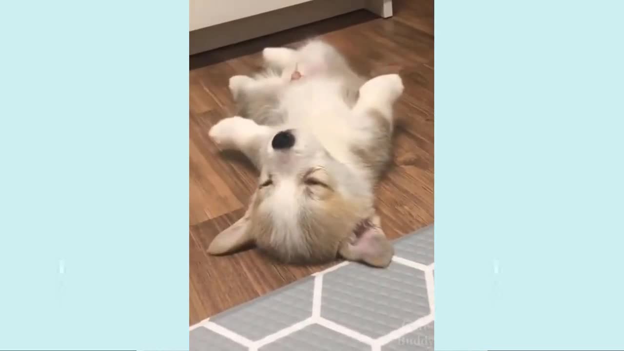 cute puppy playing with his owner