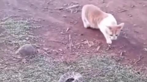 Jabardast funny video