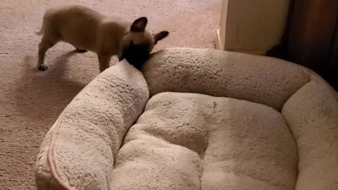 Puppy fighting with bed