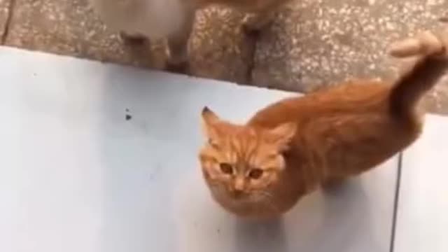 Cat.cute funny video trening cat..cat