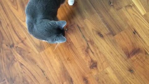 Black cat confused when bubble pops on ground