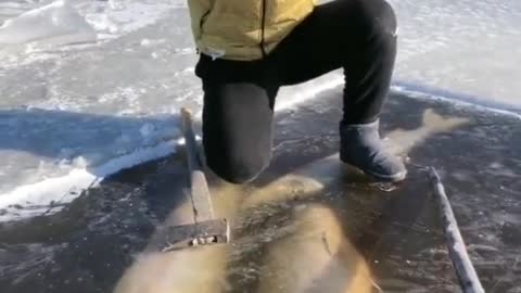 Big tasty fish