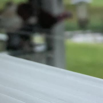 What’s in your bird feeder????