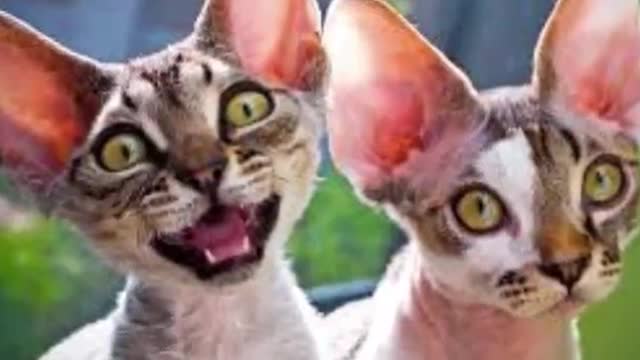 10 Most Unique Cat Breeds A unique cat