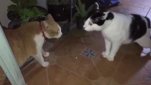 Cute cat fighting😀😀