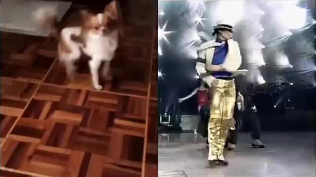 Dog Chihuahua Dancing