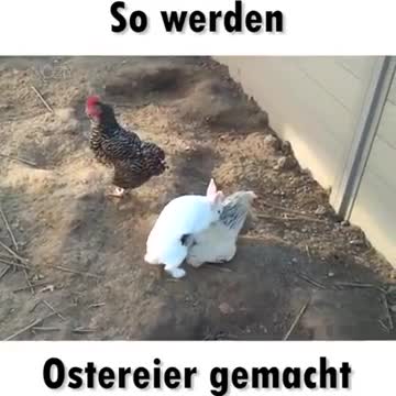 So werden #Ostereier gemacht 🥚