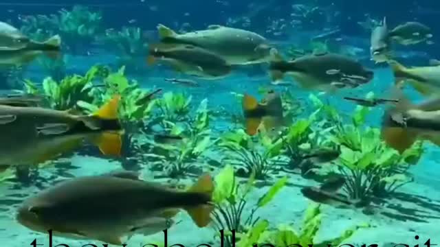 Under water fish