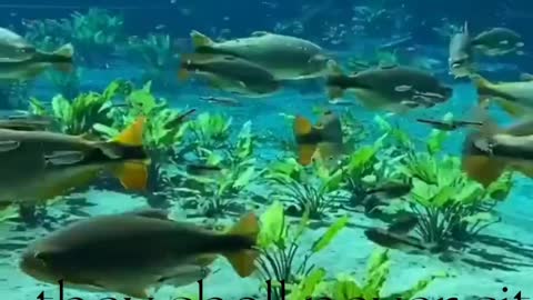 Under water fish