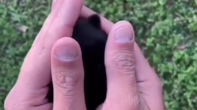cute puppy