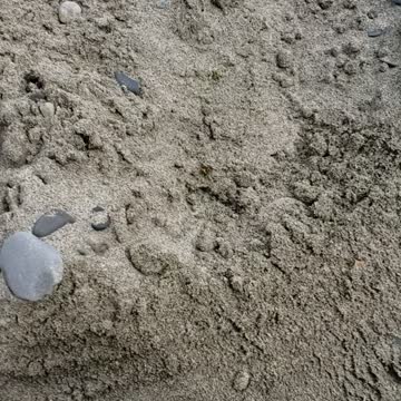 Yellow jacket hornet stinging a sand flea. Mother nature Pacific North West.