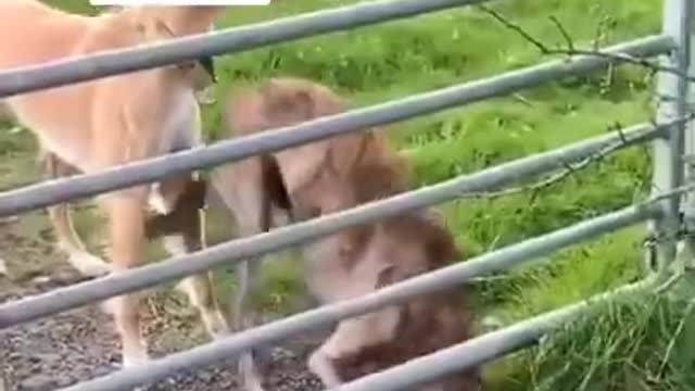 Awesome pet jumping over an Fence