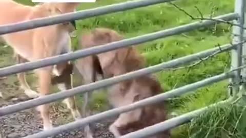 Awesome pet jumping over an Fence