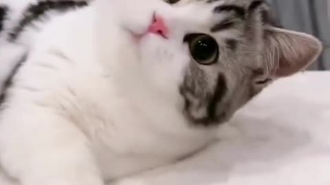 Cute Cats & Funny Cats 😍😍😅😅 #shorts #cats #viral #mmvcats