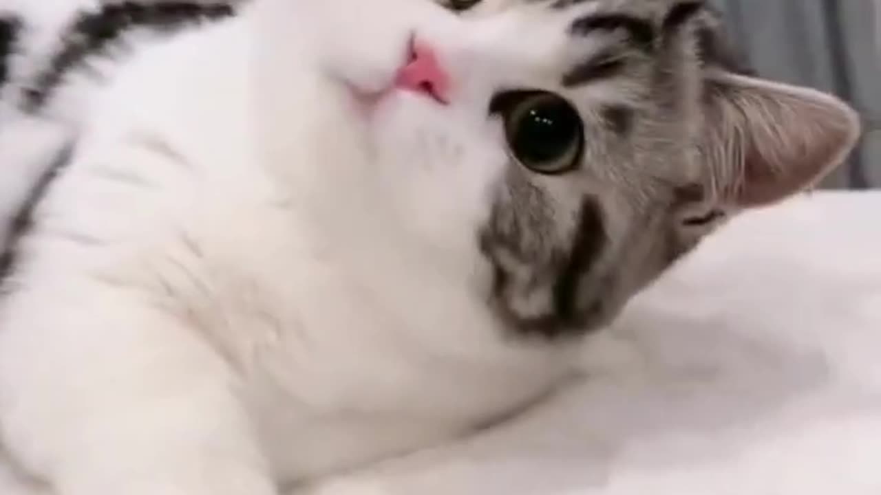 Cute Cats & Funny Cats 😍😍😅😅 #shorts #cats #viral #mmvcats