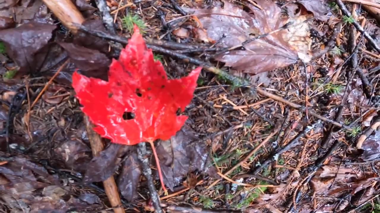 Maple Leaf