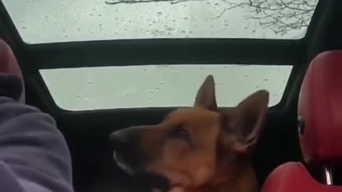 Check this dog inside the car what are doing.