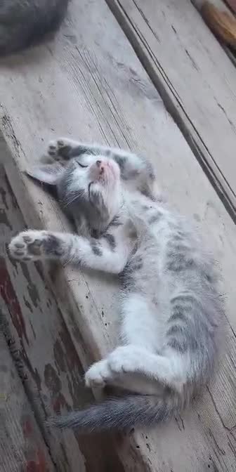 Cat Relax Time